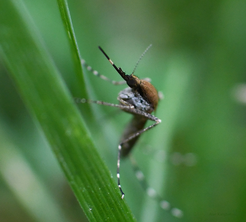Aedes sollicitans (Walker, 1856)