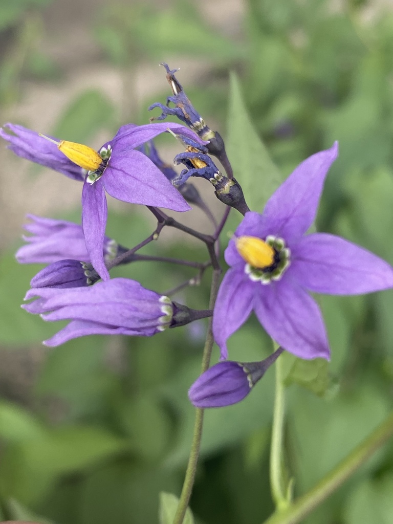 bittersweet nightshade from Хөшөө рүү өсөх зам, Ulaanbaatar, Ulan Bator