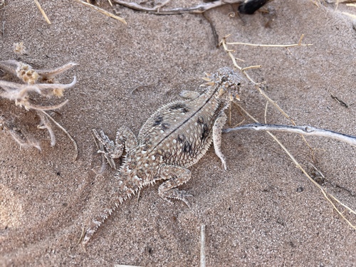 Flat-tailed Horned Lizard