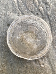 Invert-E-Base Portal - Rhacostoma atlanticum