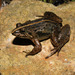 Sri Lanka Paddy Field Frog - Photo (c) Paul Freed, all rights reserved, uploaded by Paul Freed