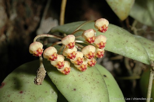 Hoya incurvula