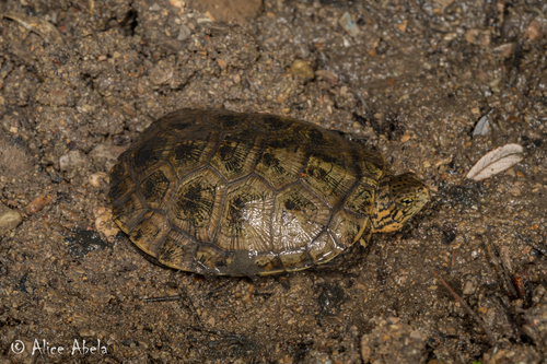 Southwestern Pond Turtle