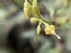 Image of Hoffmannia longipetiolata