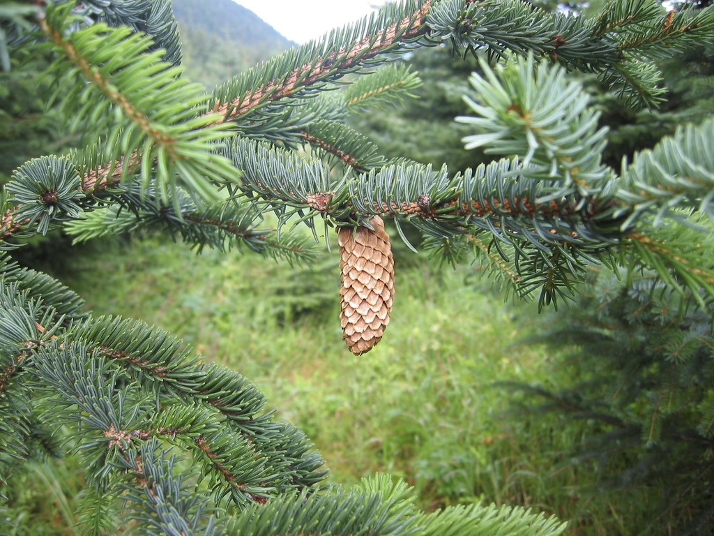 Picea sitchensis — an easy houseplant, prefers full sun light