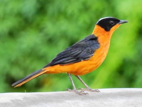 Snowy-crowned Robin-Chat