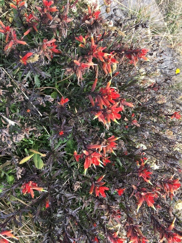 Castilleja irasuensis image