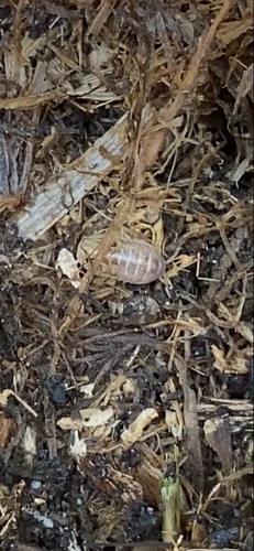 photo of Isopods (Isopoda)