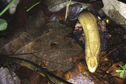 Earshell Slug