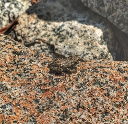 iNaturalist observation photo of Pacific chorus frog