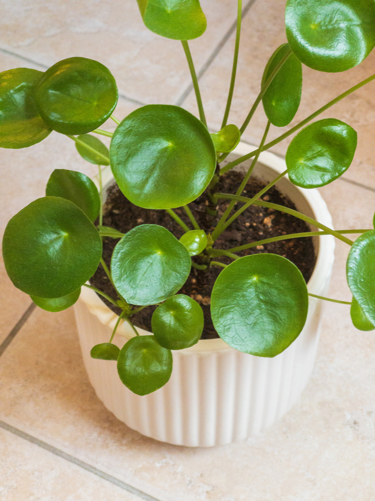 Pilea peperomioides