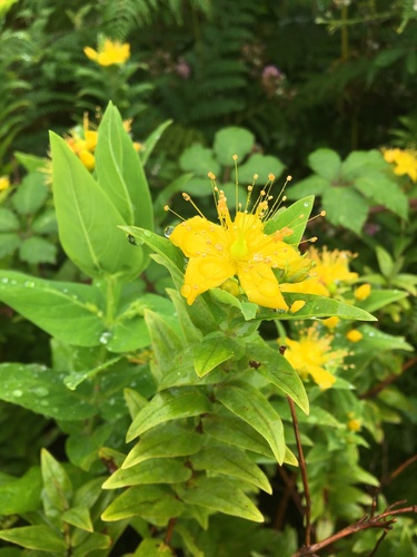 Azorean St. John's-wort