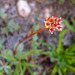 Sierra Saxifrage - Photo (c) faerthen, all rights reserved, uploaded by faerthen