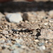 Hajar Tuberculated Gecko - Photo (c) Sami Ullah Majeed, all rights reserved, uploaded by Sami Ullah Majeed