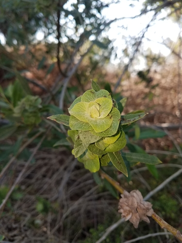 iNaturalist observation photo of Willow Gall Midges