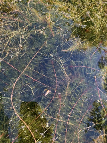 iNaturalist observation photo of Siberian water-milfoil