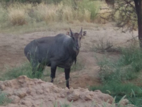 Nilgai