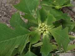 Euphorbia heterophylla image