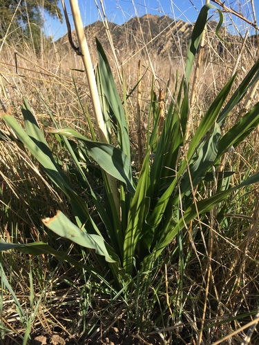 iNaturalist observation photo of monocots
