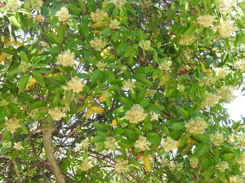 iNaturalist observation photo of laurel sumac