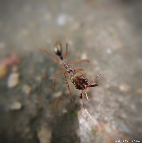 双突大齿猛蚁Odontomachus biumbonatus