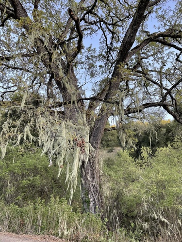 iNaturalist observation photo of lace lichen
