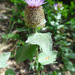Centaurea pectinata - Photo (c) Tig, todos los derechos reservados
