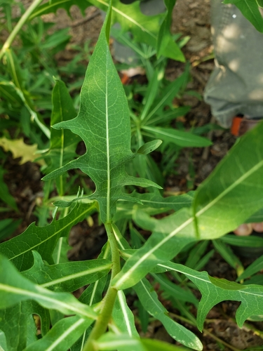 tatarian blue lettuce