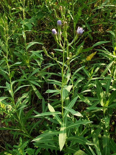 tatarian blue lettuce