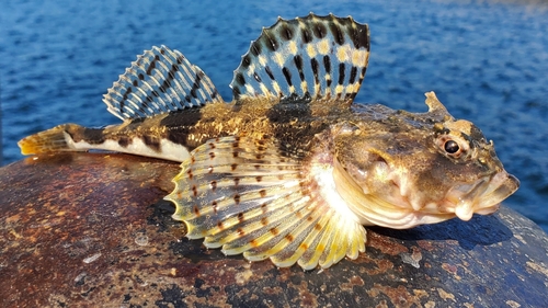 Arctic Staghorn Sculpin