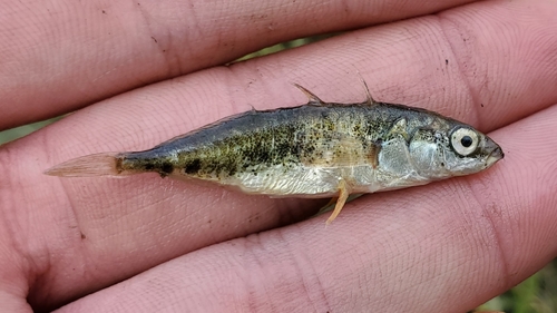 Blackspotted Stickleback