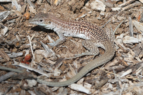 Chihuahuan Spotted Whiptail