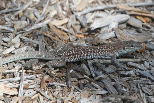 Chihuahuan Spotted Whiptail
