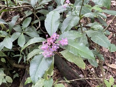 Ardisia opegrapha subsp. wagneri image