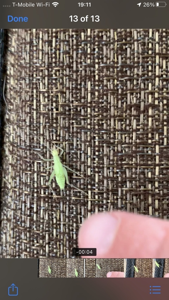 common-tree-crickets-from-central-park-denver-co-us-on-july-16-2021