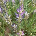 Astragalus laxmannii - Photo (c) hdcurry, todos los derechos reservados