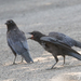 photo of American Crow (Corvus brachyrhynchos)