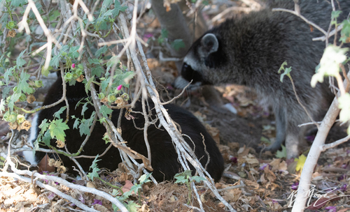 photo of Common Raccoon (Procyon lotor)