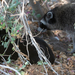 photo of Common Raccoon (Procyon lotor)