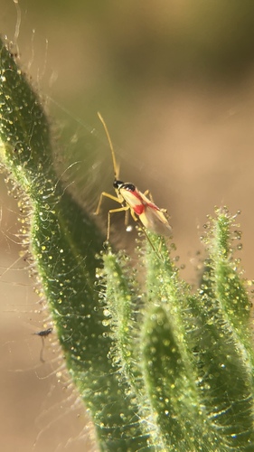 iNaturalist observation photo of Phacelia Plant Bug