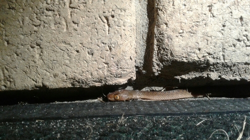 Brown Tree Snake sighting