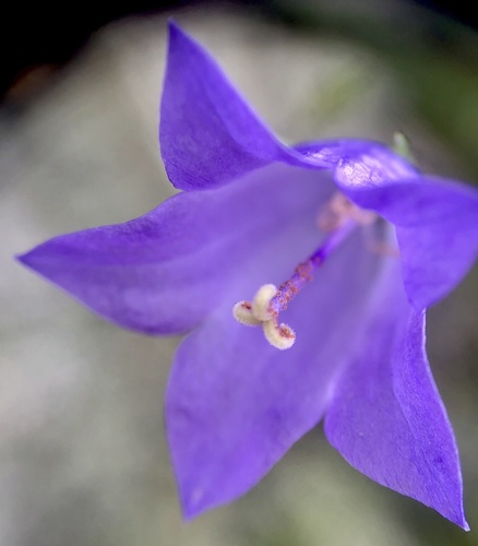 Campanula intercedens