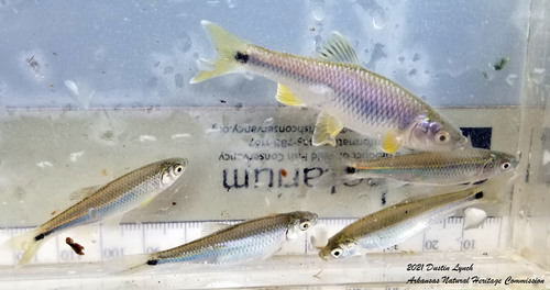 Western Blacktail Shiner