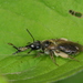 Andrena halictoides - Photo 由 Taewoo Kim 所上傳的 (c) Taewoo Kim，保留所有權利