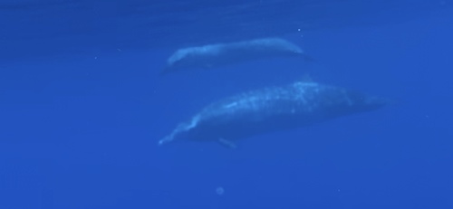 Dense-beaked Whale