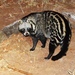 African Civet - Photo (c) terryv, all rights reserved