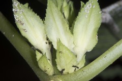 Drymonia foliacea image