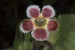Image of Drymonia foliacea