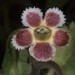 Drymonia foliacea - Photo (c) John L. Clark, todos los derechos reservados, subido por John L. Clark