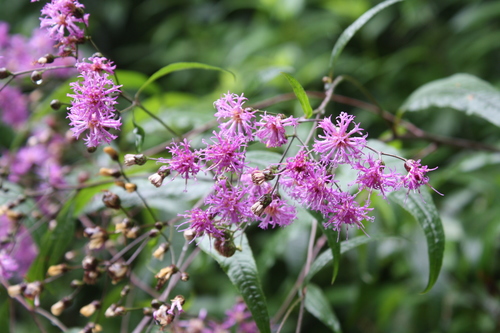 Tennessee ironweed (Vernonia flaccidifolia)